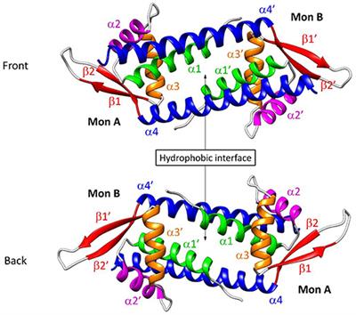 The Effect of Cofactor Binding on the Conformational Plasticity of the Biological Receptors in Artificial Metalloenzymes: The Case Study of LmrR